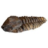 Large Calymene Trilobite from Morocco