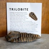 Large Calymene Trilobite from Morocco