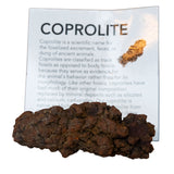 Dinosaur Dung Poop Coprolite from Madagascar