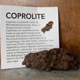 Dinosaur Dung Poop Coprolite from Madagascar