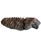 Large Calymene Trilobite from Morocco