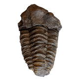 Large Calymene Trilobite from Morocco